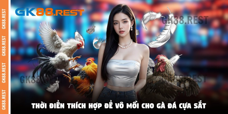 Thời điểm thích hợp để vô mồi cho gà đá cựa sắt